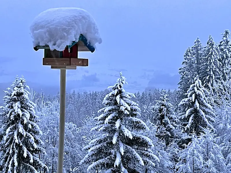 Das Vogelhaus im Neuschnee.